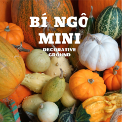 Bí ngô mini