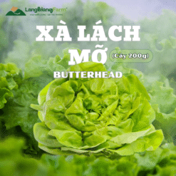 Rau xà lách Mỡ