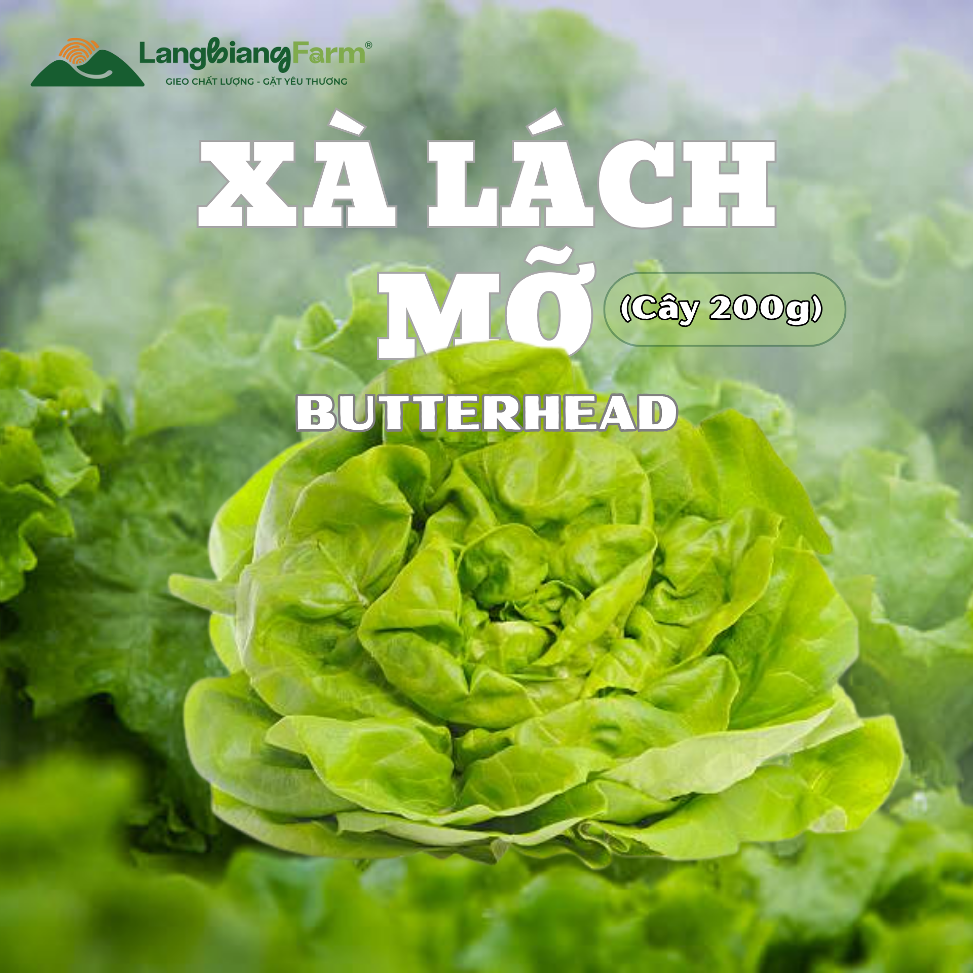 Rau xà lách Mỡ