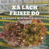 Xà lách Frisee đỏ - Salanova - Langbiang Farm