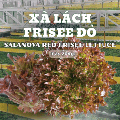 Xà lách Frisee đỏ - Salanova - Langbiang Farm