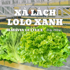 Xà lách Lolo Xanh