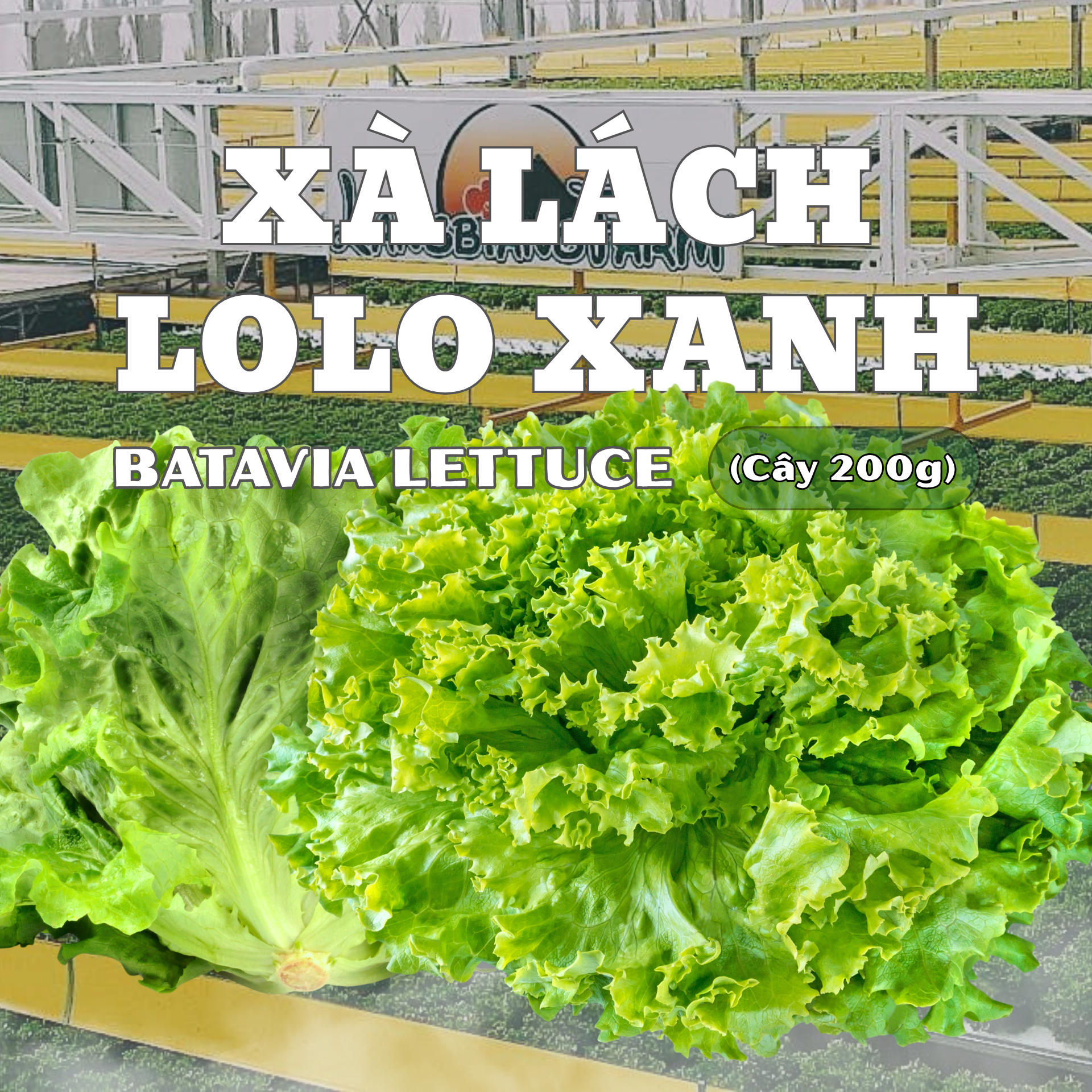 Xà lách Lolo Xanh