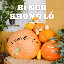 Bí ngô khổng lồ