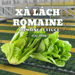 Xà lách Romaine