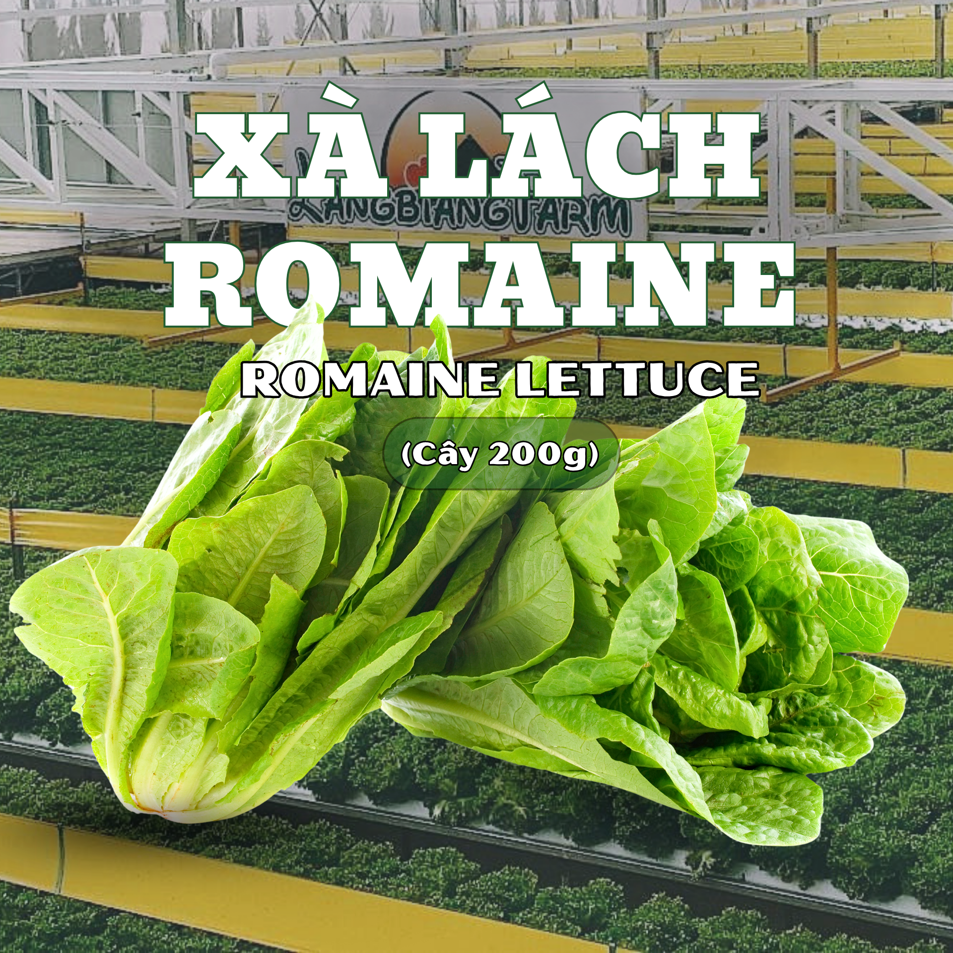 Xà lách Romaine