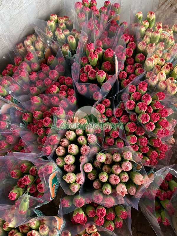 Hoa cẩm chướng hinh mat bong 5