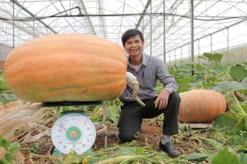 Ông nông dân bên cạnh quả bí ngô khổng lồ đạt kỷ lục Việt Nam với trọng lượng 126,6kg