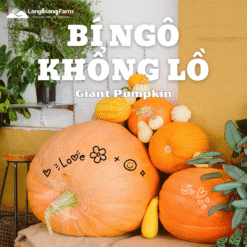 Bí ngô khổng lồ