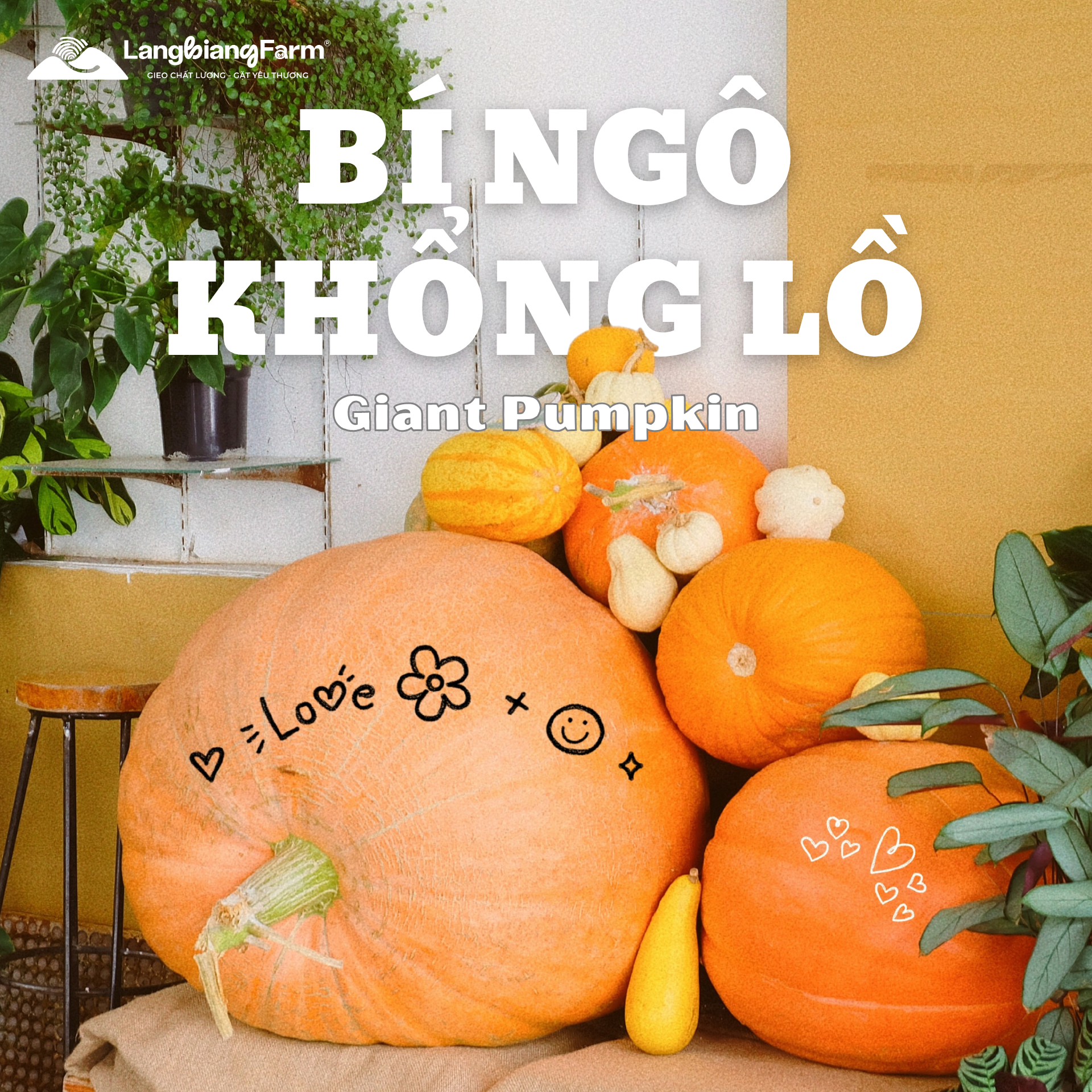 Bí ngô khổng lồ