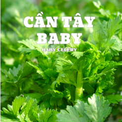 Cần tây baby