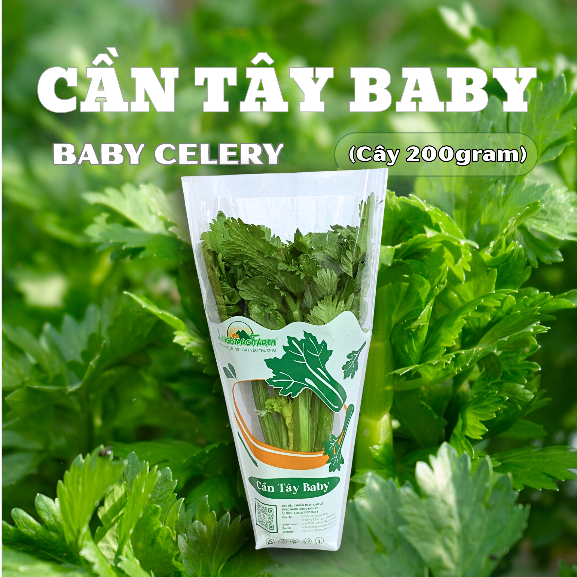 Cần tây baby