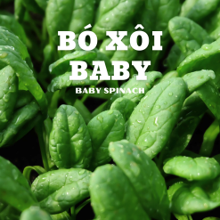 Bó xôi Baby