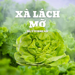 Rau xà lách Mỡ