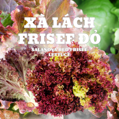 Rau xà lách Salanova (Frisee đỏ) Công nghệ cao