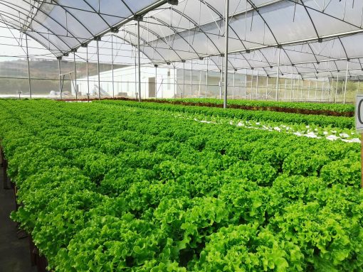 Xà lách Lolo Xanh Công nghệ cao - Ảnh 6