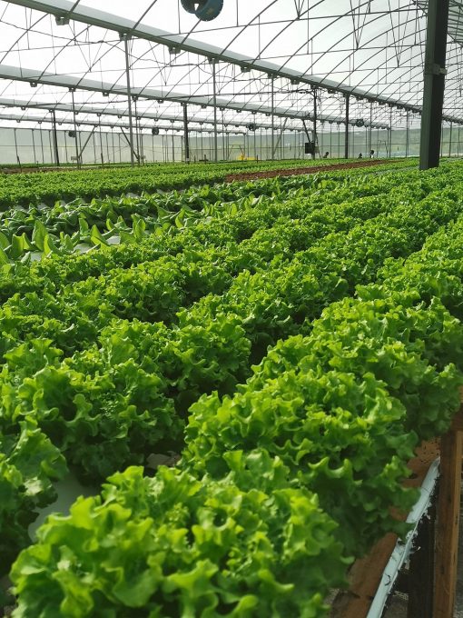 Xà lách Lolo Xanh Công nghệ cao - Ảnh 5