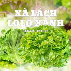 Xà lách Lolo Xanh Công nghệ cao