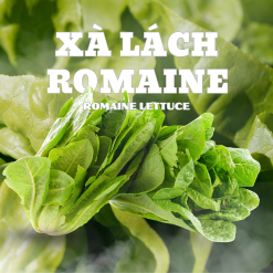 Xà lách Romaine Công nghệ cao
