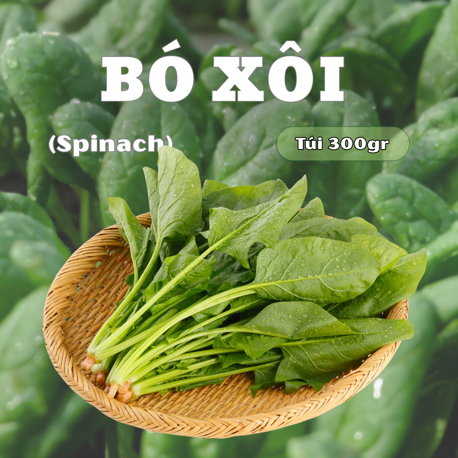 Cải bó xôi Langbiang Farm - túi 300gr