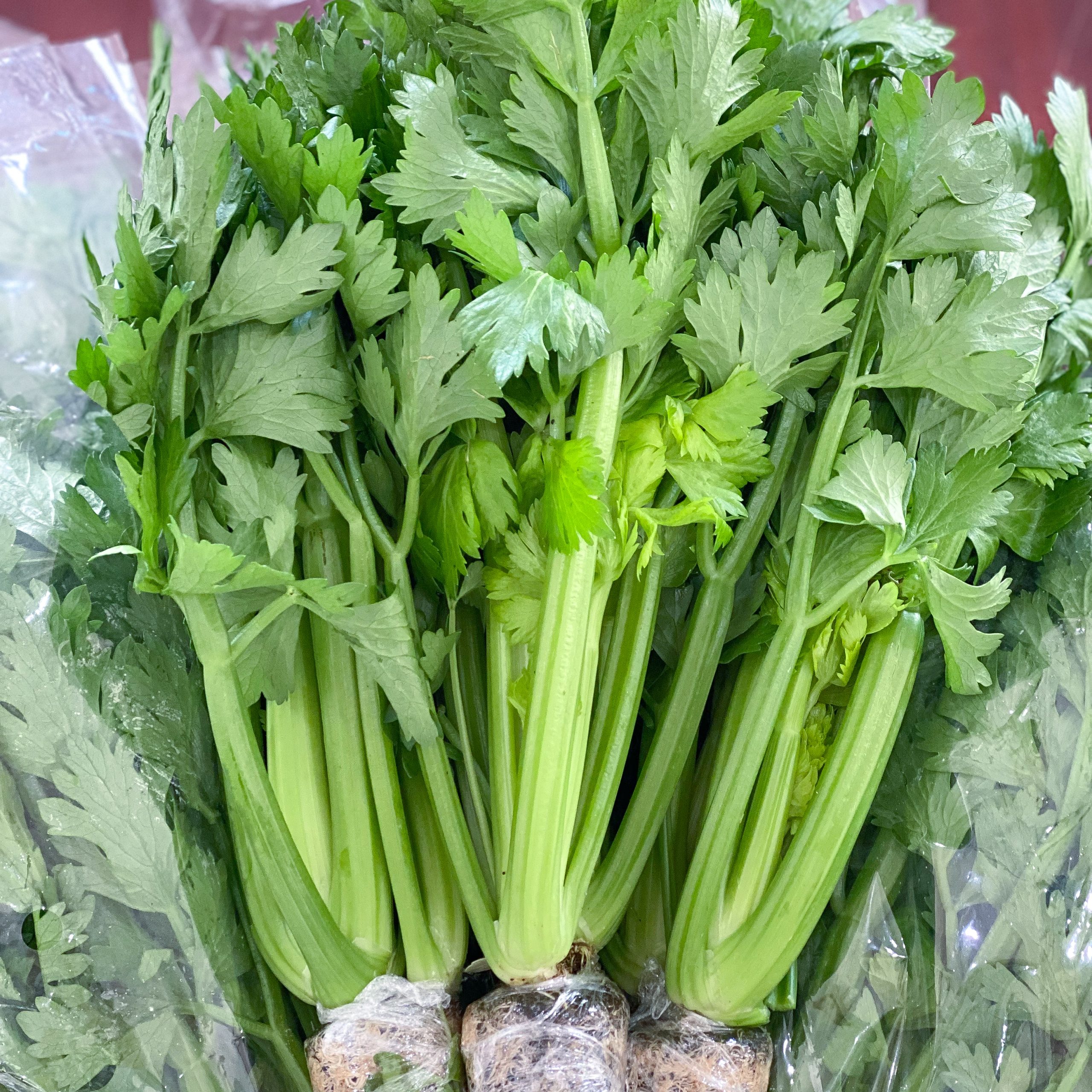 Cần tây baby - Ảnh 4