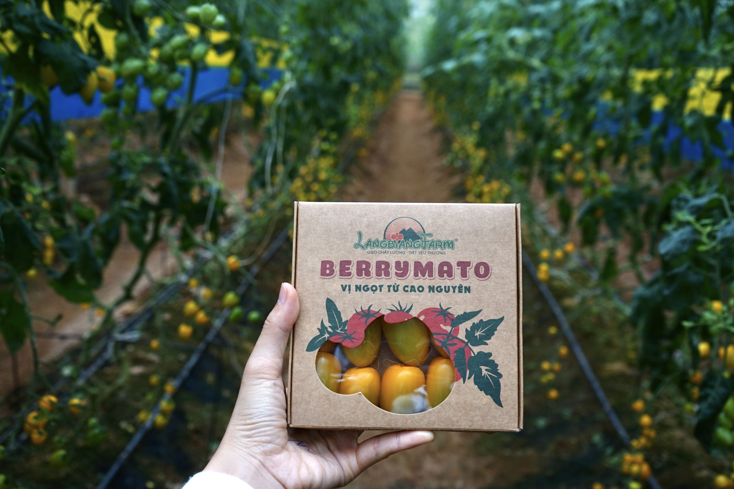 Cà chua Berrymato Langbiang Farm