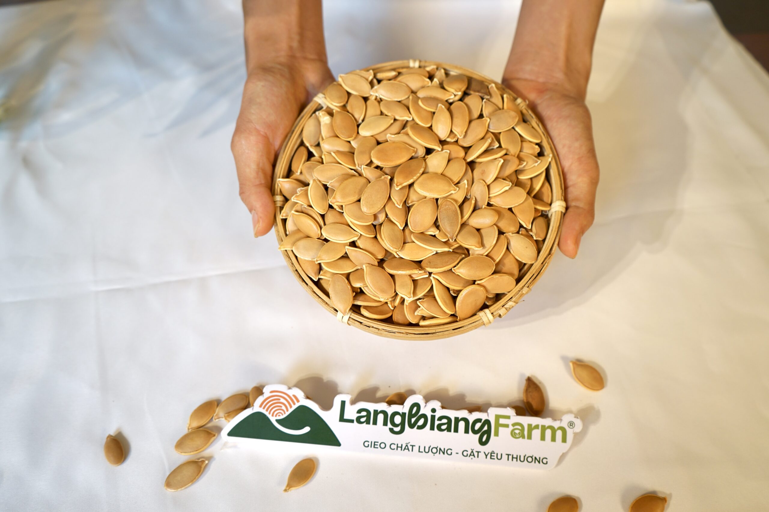 Hạt giống bí khổng lồ - hạt