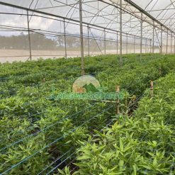 Trang trại trồng Thủy Tiên