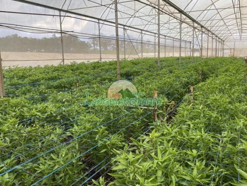Trang trại trồng Thủy Tiên