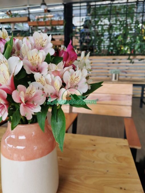 Thủy Tiên cắm chậu