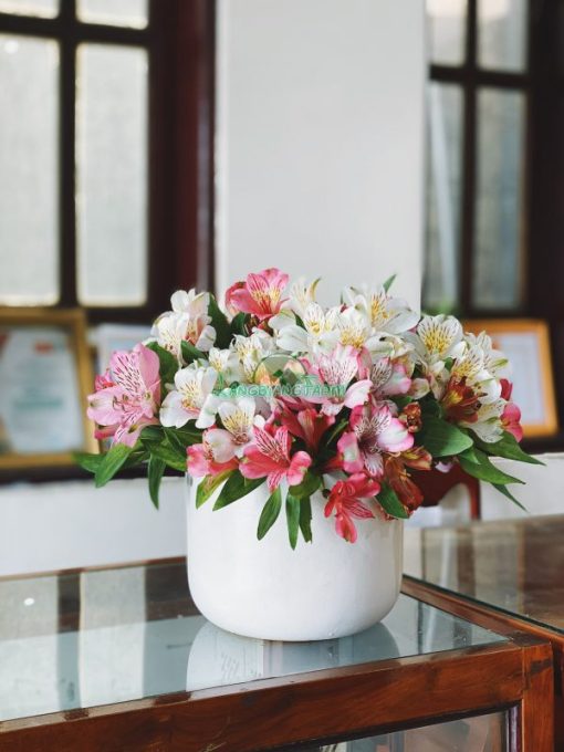 Thủy tiên cắm chậu đặt văn phòng