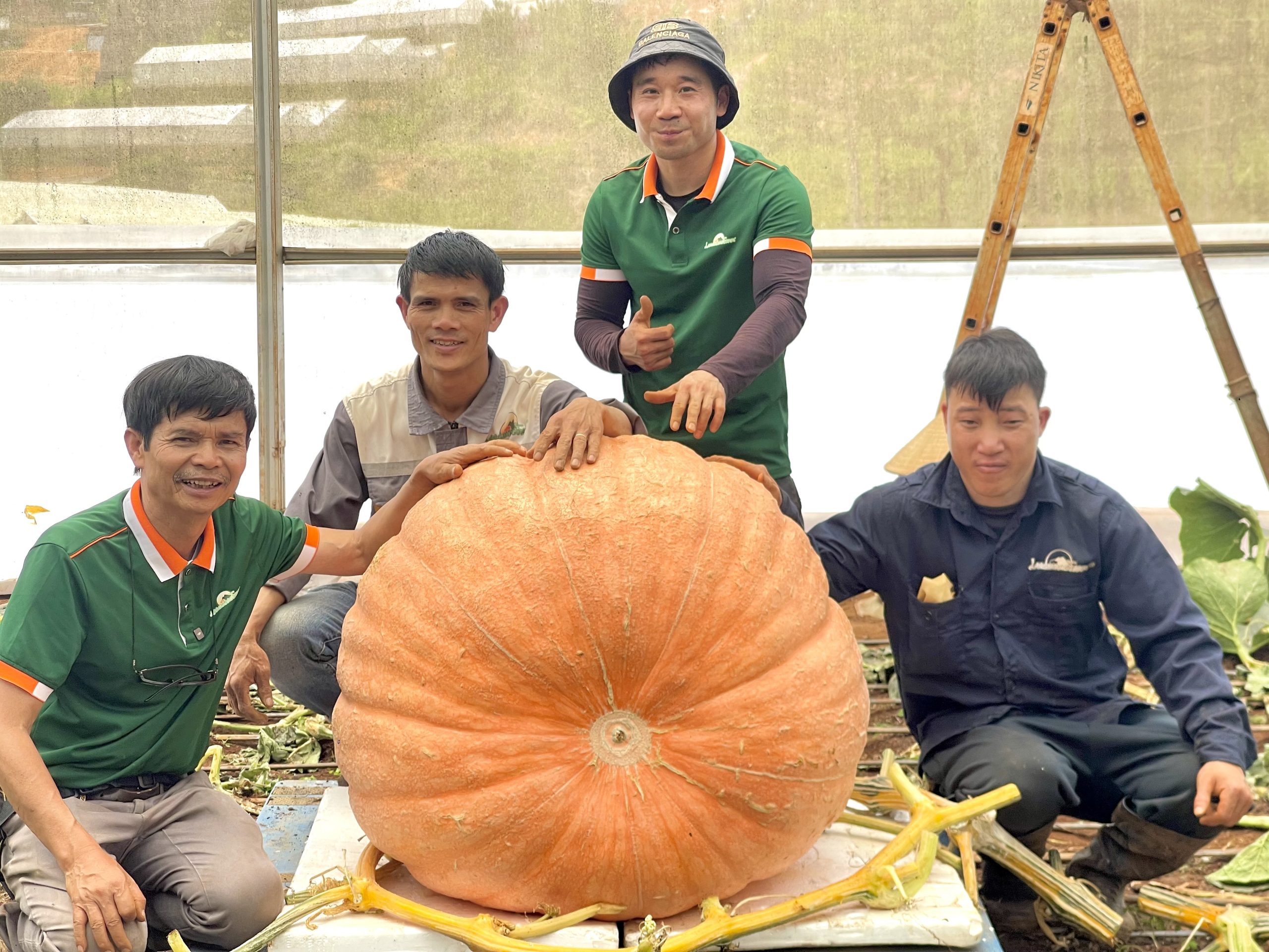 bí ngô khổng lồ tại Langbiang Farm