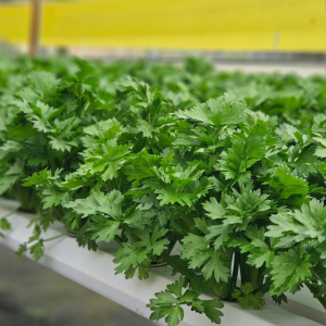 Cần tây baby - Ảnh 3