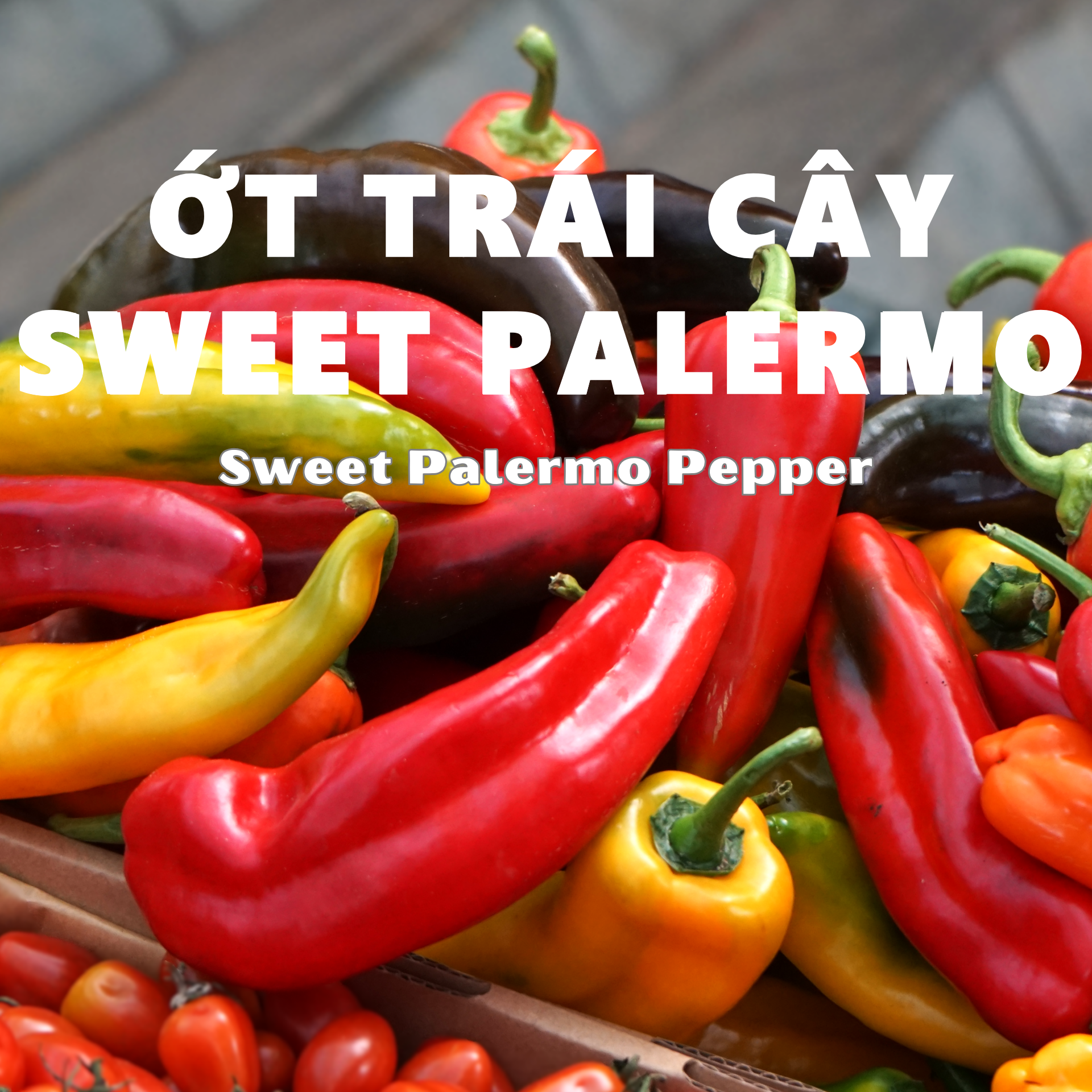 Ớt trái cây Sweet Palermo