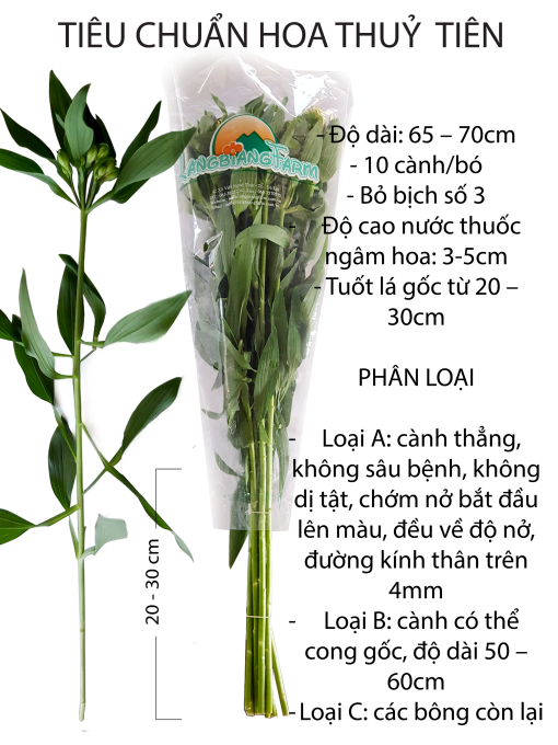 Hoa Thủy Tiên - Ảnh 14