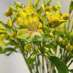 Thủy tiên cắm bình 1