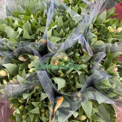 thủy tiên bó thành phẩm