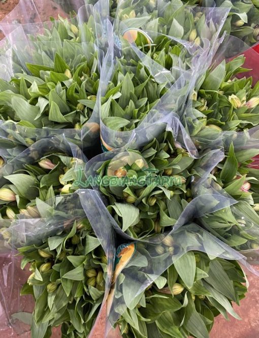 thủy tiên bó thành phẩm