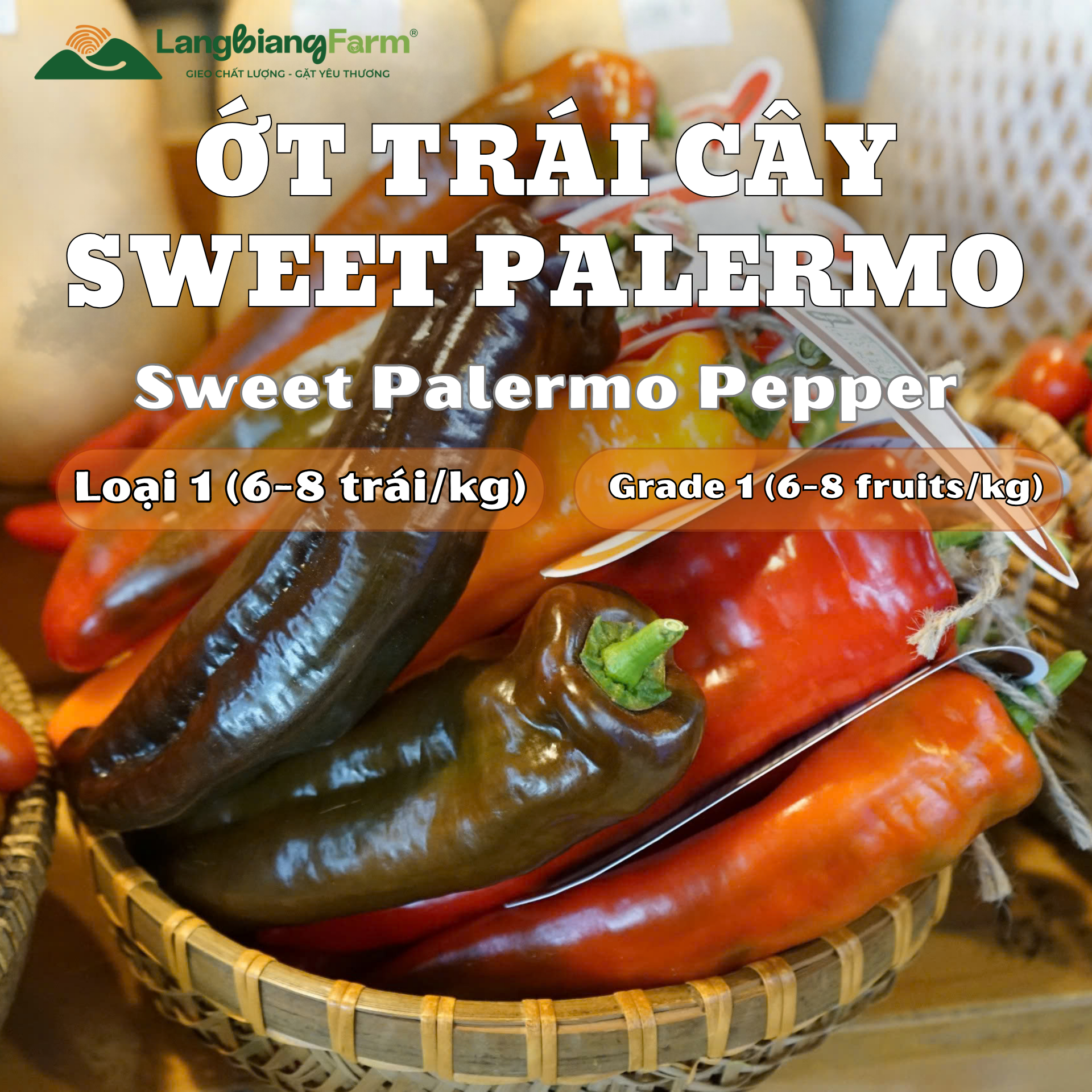 Ớt trái cây palermo Langbiang Farm loại 1
