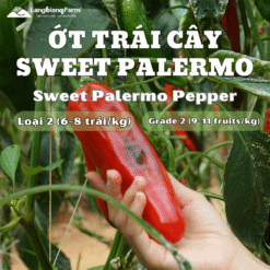 Ớt trái cây Sweet Palermo loại 2 Langbiang Farm