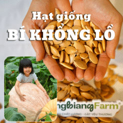 Hạt giống bí khổng lồ Langbiang Farm