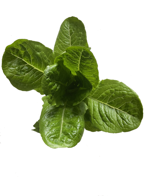 Xà lách Romaine Công nghệ cao - Ảnh 9