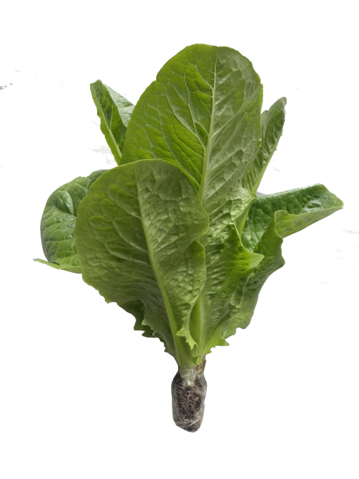 Xà lách Romaine Công nghệ cao - Ảnh 8