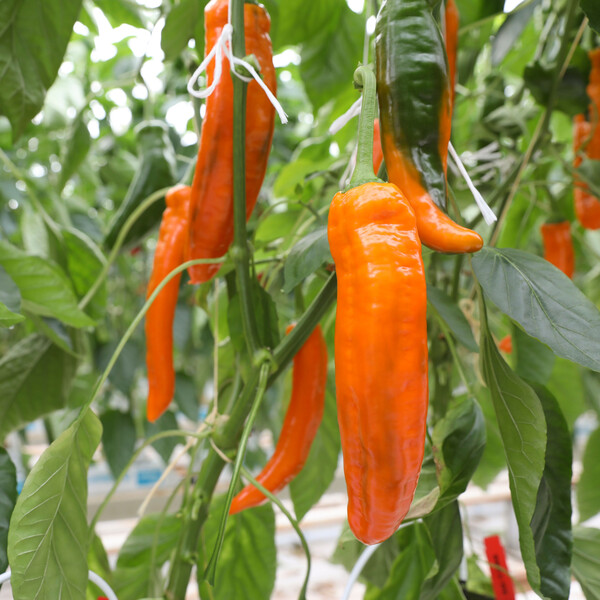 Ớt Palermo tại Langbiang Farm