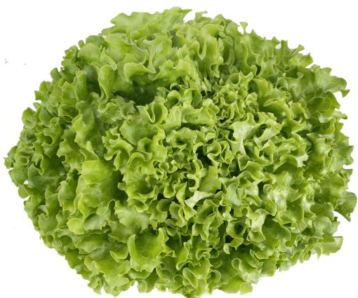 Xà lách Lolo Xanh Công nghệ cao - Ảnh 2