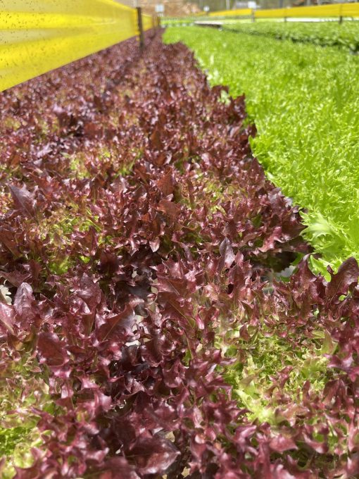 Rau xà lách Salanova (Frisee đỏ) Công nghệ cao - Ảnh 5