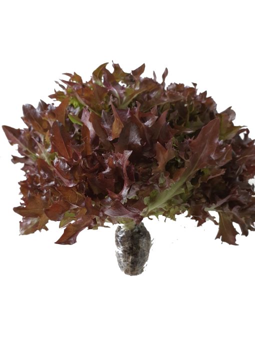 Rau xà lách Salanova (Frisee đỏ) Công nghệ cao - Ảnh 4