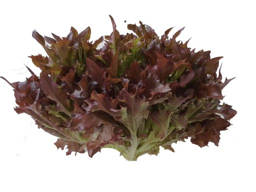 Rau xà lách Salanova (Frisee đỏ) Công nghệ cao - Ảnh 3
