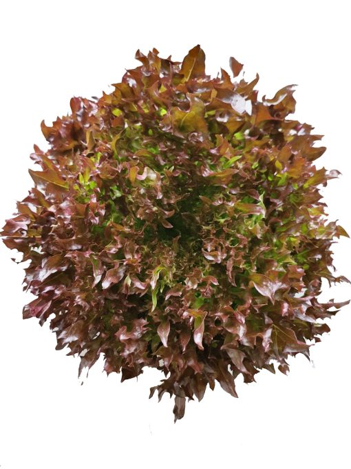 Rau xà lách Salanova (Frisee đỏ) Công nghệ cao - Ảnh 2