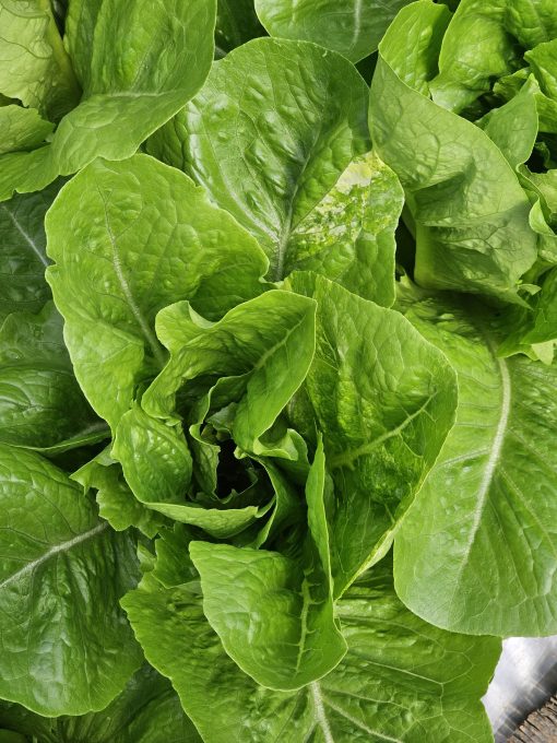Xà lách Romaine Công nghệ cao - Ảnh 7